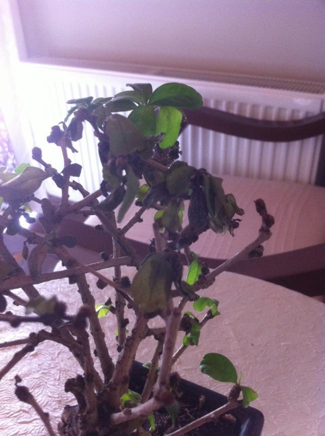 Name:  bonsai yaprak.jpg
Views: 2330
Size:  68.1 KB