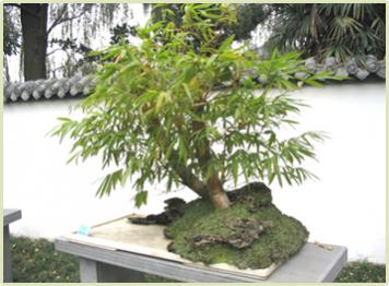 Name:  Bamboo-Bonsai.jpg
Views: 4179
Size:  21.7 KB