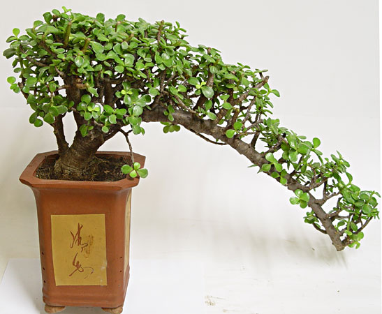 Name:  DSC022362[1].jpg
Views: 24683
Size:  61.6 KB