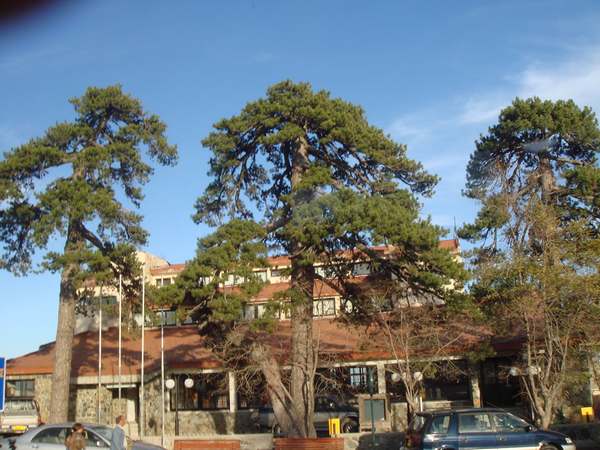 Name:  Trodos amlar001.jpg
Views: 2626
Size:  68.3 KB