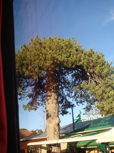 Name:  Trodos amlar002.jpg
Views: 2361
Size:  67.3 KB