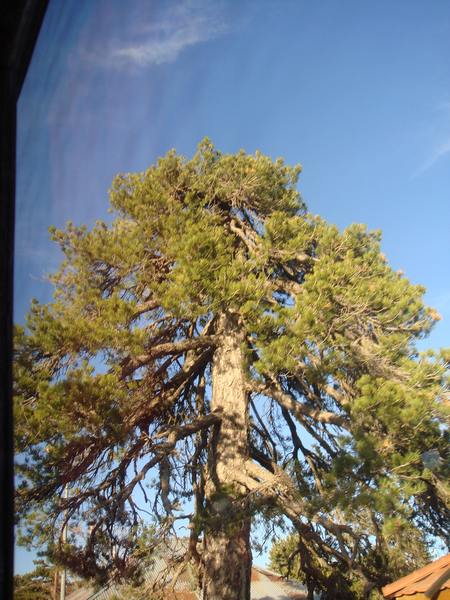 Name:  Trodos amlar003.jpg
Views: 2304
Size:  68.9 KB