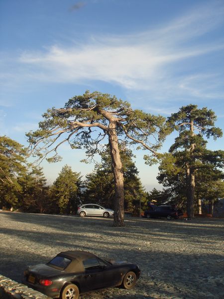 Name:  Trodos amlar006.jpg
Views: 2275
Size:  67.2 KB
