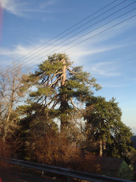 Name:  Trodos amlar007.jpg
Views: 2141
Size:  69.9 KB