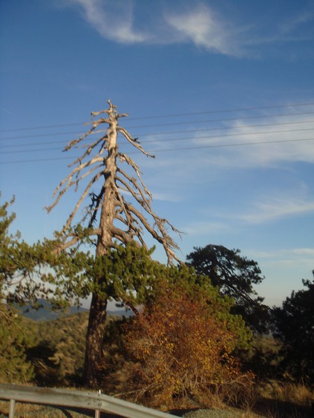 Name:  Trodos amlar008.jpg
Views: 2273
Size:  69.4 KB