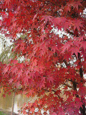 Name:  PICT0015_resize_resize.jpg
Views: 16004
Size:  65.5 KB