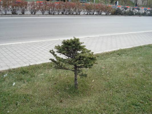 Name:  park3.jpg
Views: 1122
Size:  33.3 KB