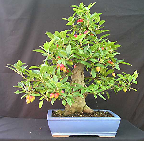 Name:  CrabApple.jpg
Views: 19941
Size:  53.2 KB
