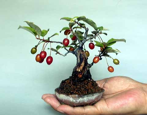 Name:  ElaeagnusMultiflora-10cm.jpg
Views: 21632
Size:  23.2 KB