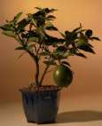 Name:  lemon.jpg
Views: 15885
Size:  3.1 KB