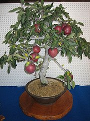 Name:  58378807_adde785353_m.jpg
Views: 19771
Size:  25.6 KB