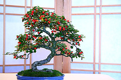 Name:  Cce Mumula - Cotaneaster.jpg
Views: 19179
Size:  25.1 KB