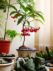 Name:  Kiraz Aac.jpg
Views: 20234
Size:  33.0 KB