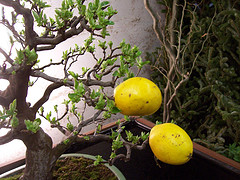 Name:  Ayva aac.jpg
Views: 23281
Size:  29.7 KB