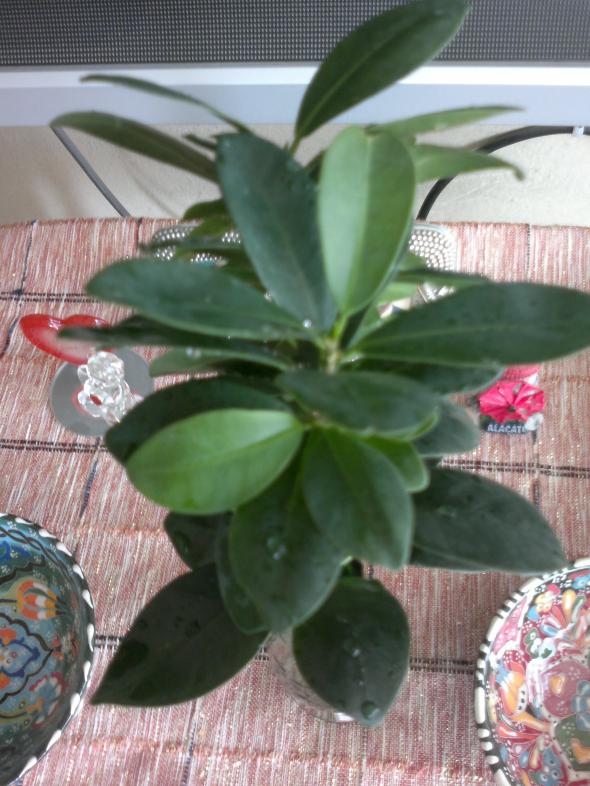 Name:  271020153548.jpg
Views: 28322
Size:  72.1 KB