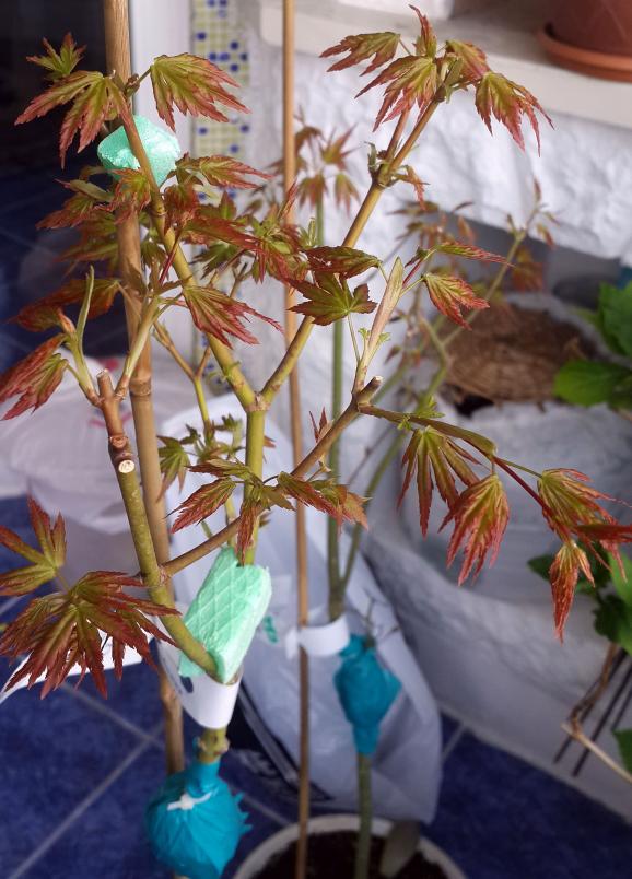 Name:  acer01.jpg
Views: 521
Size:  74.1 KB