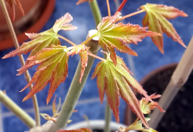 Name:  acer03.jpg
Views: 536
Size:  43.4 KB