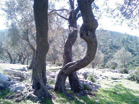 Name:  Photo-0374.jpg
Views: 2183
Size:  69.9 KB