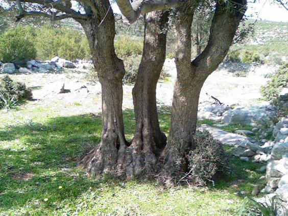 Name:  Photo-0376.jpg
Views: 2154
Size:  69.5 KB