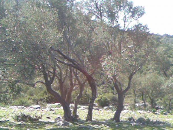 Name:  Photo-0385.jpg
Views: 2094
Size:  52.5 KB