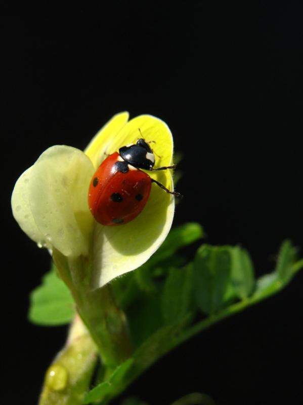 Name:  UGUR_BOCEGI_Coccinellidae_Coccinella_septempunctata (13).jpg
Views: 1707
Size:  25.6 KB