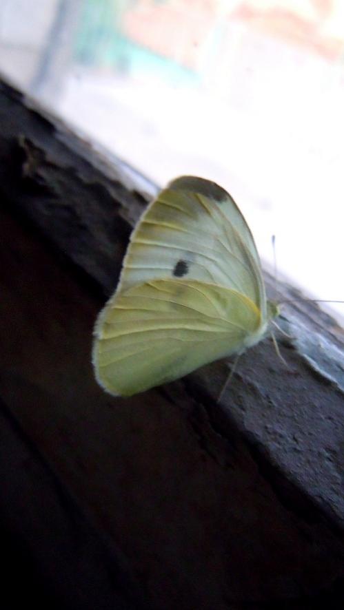 Name:  DSCN3754.jpg
Views: 1458
Size:  29.9 KB