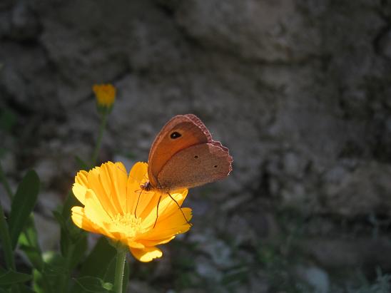 Name:  kelebek--.JPG
Views: 1294
Size:  34.3 KB