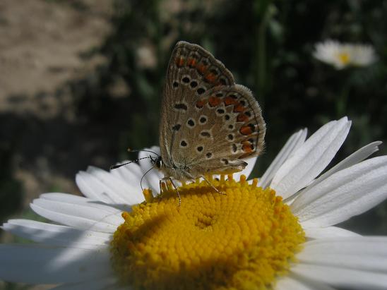 Name:  kelebek-.JPG
Views: 1154
Size:  41.0 KB