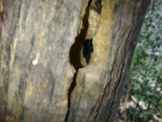 Name:  marangoz_ari_7.jpg
Views: 6617
Size:  28.5 KB
