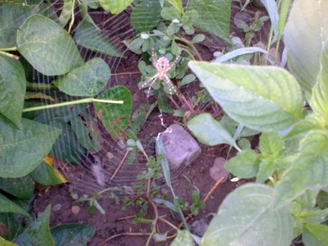 Name:  01082012_006.jpg
Views: 4460
Size:  50.1 KB