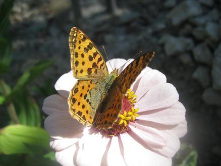 Name:  kelebek2.JPG
Views: 1303
Size:  34.5 KB