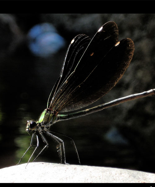 Name:  dragonfly.jpg
Views: 1057
Size:  62.2 KB