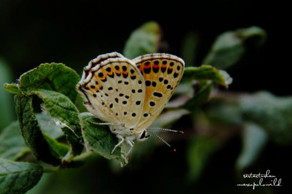 Name:  img3.jpg
Views: 830
Size:  24.6 KB