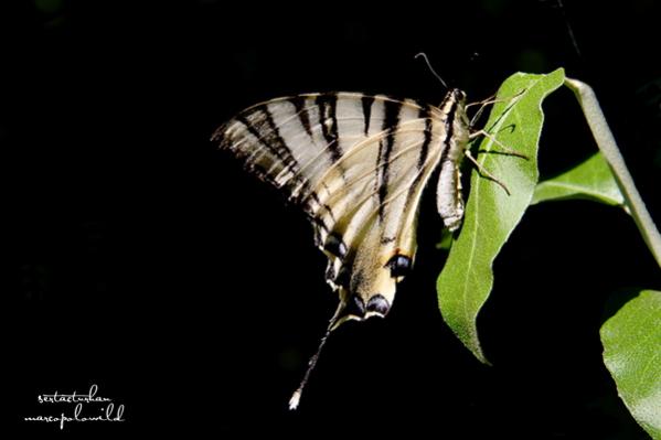 Name:  img4.jpg
Views: 827
Size:  22.0 KB