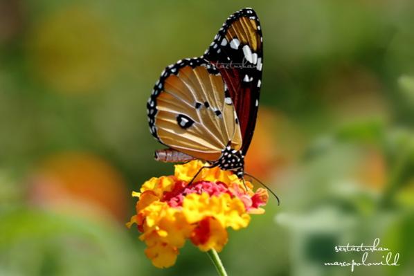 Name:  img5.jpg
Views: 752
Size:  23.7 KB