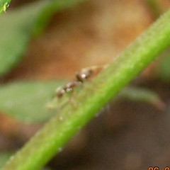 Name:  karnca_bit.jpg
Views: 3610
Size:  57.2 KB