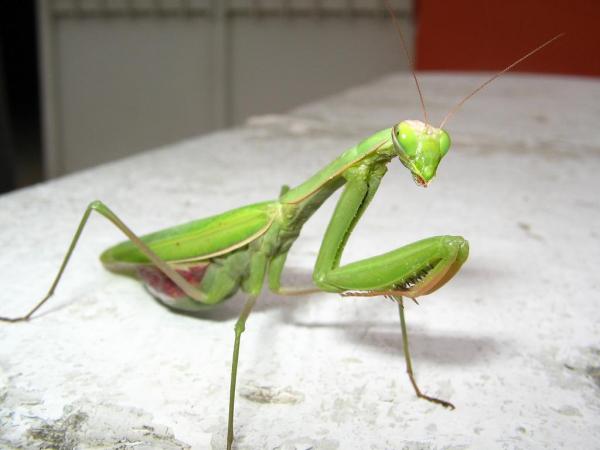 Name:  3566IMG_3047.jpg
Views: 8757
Size:  25.9 KB