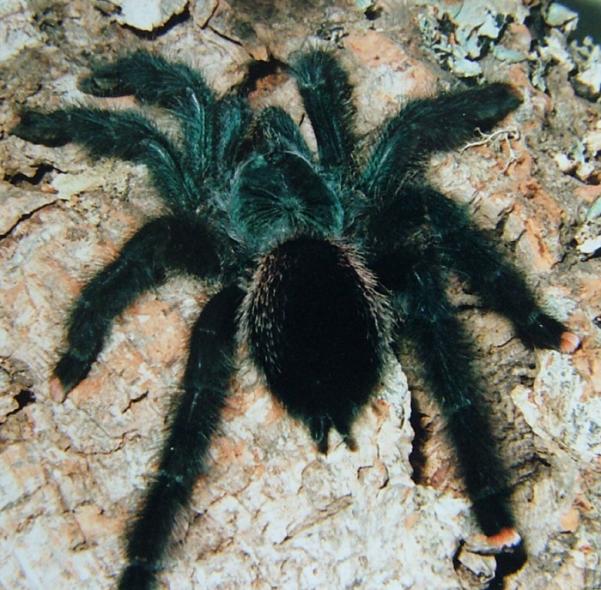 Name:  guyana avicularia metallica.jpg
Views: 1257
Size:  72.6 KB