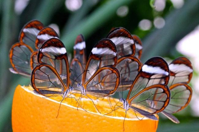 Name:  glasswing+butterfly.jpg
Views: 2405
Size:  43.8 KB