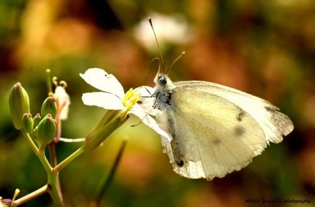 Name:  DSC_0014 (3).jpg
Views: 355
Size:  32.0 KB