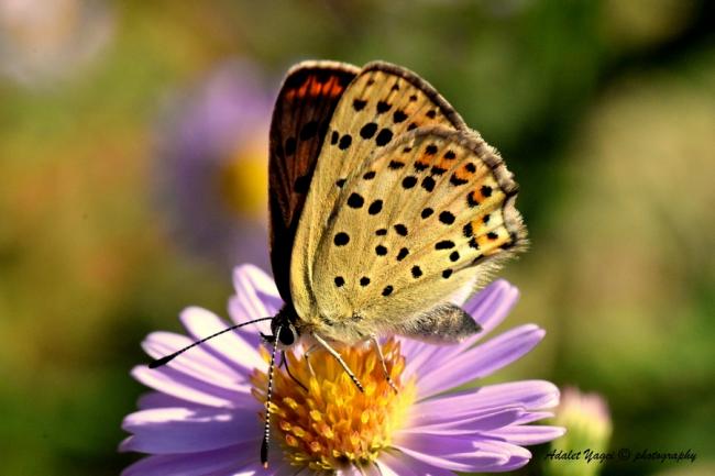 Name:  DSC_0706.jpg
Views: 419
Size:  37.1 KB