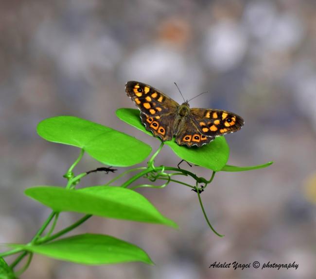 Name:  DSC_0276 (2).jpg
Views: 337
Size:  29.5 KB