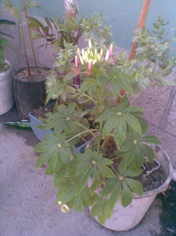 Name:  Grnt004.jpg
Views: 16814
Size:  71.5 KB