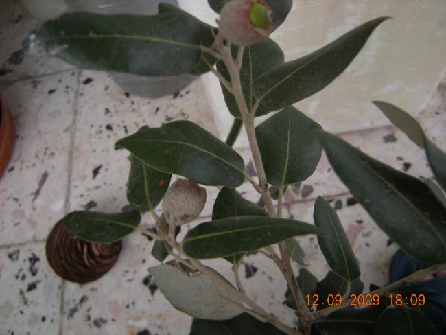 Name:  DSCN2734.jpg
Views: 3330
Size:  36.9 KB