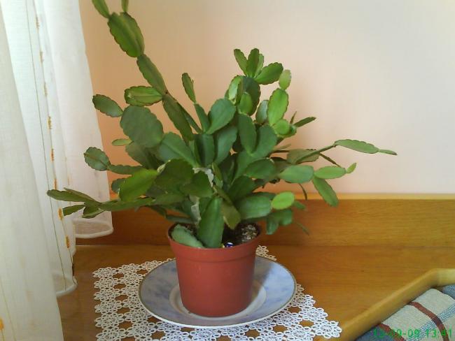 Name:  DSC00500.jpg
Views: 18173
Size:  37.3 KB