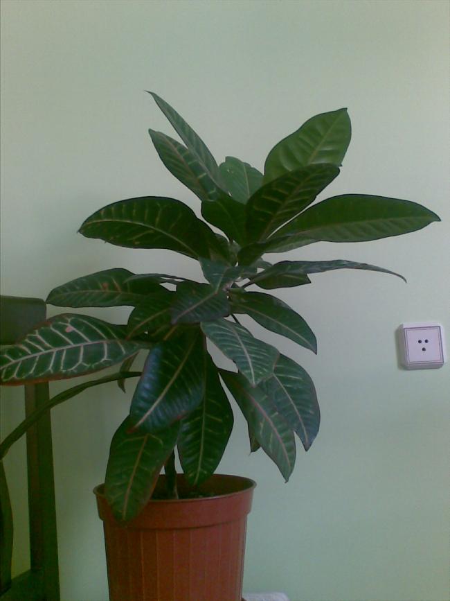 Name:  Grnt012.jpg
Views: 10940
Size:  42.5 KB