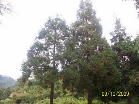 Name:  1.jpg
Views: 6583
Size:  67.2 KB