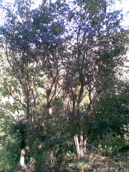 Name:  Salim0003.jpg
Views: 2340
Size:  81.0 KB