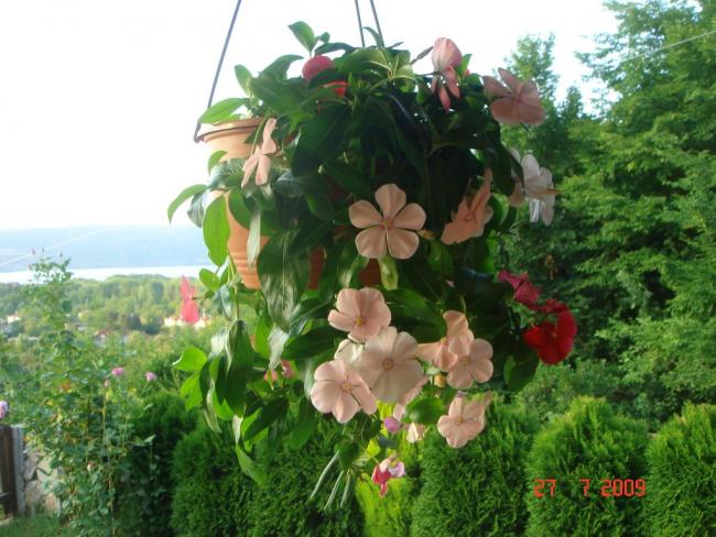 Name:  TEMMUZ 06709.jpg
Views: 2820
Size:  57.9 KB