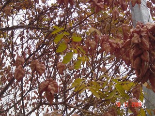 Name:  Image00003.jpg
Views: 2194
Size:  53.9 KB